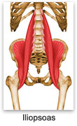 Iliopsoas
