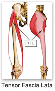 Tensor Fascia Lata