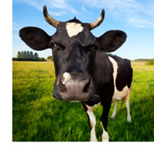 Cow