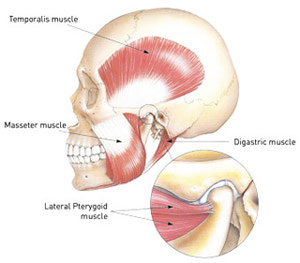jaw muscles